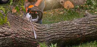 Best Fruit Tree Pruning  in Crestview Hills, KY