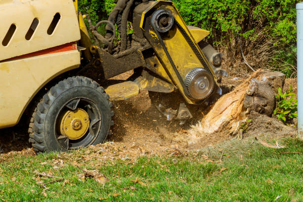 Best Arborist Consultation Services  in Crestview Hills, KY