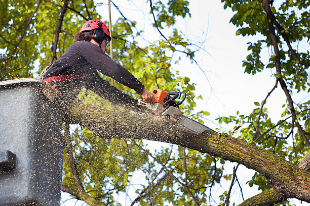 Best Root Management and Removal  in Crestview Hills, KY